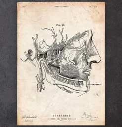 Anatomie der Gesichtsmuskulatur | Codex Anatomicus Sale