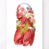 Anatomie der Muskeln - Floral - Weiß | Codex Anatomicus Discount