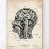 Anatomie des Kopfabschnitts I | Codex Anatomicus Discount