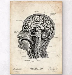 Anatomie des Kopfabschnitts I | Codex Anatomicus Discount