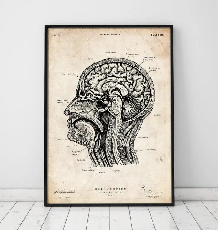 Anatomie des Kopfabschnitts I | Codex Anatomicus Discount