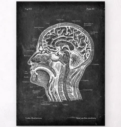 Anatomie des Kopfteils - Chalkboard | Codex Anatomicus New