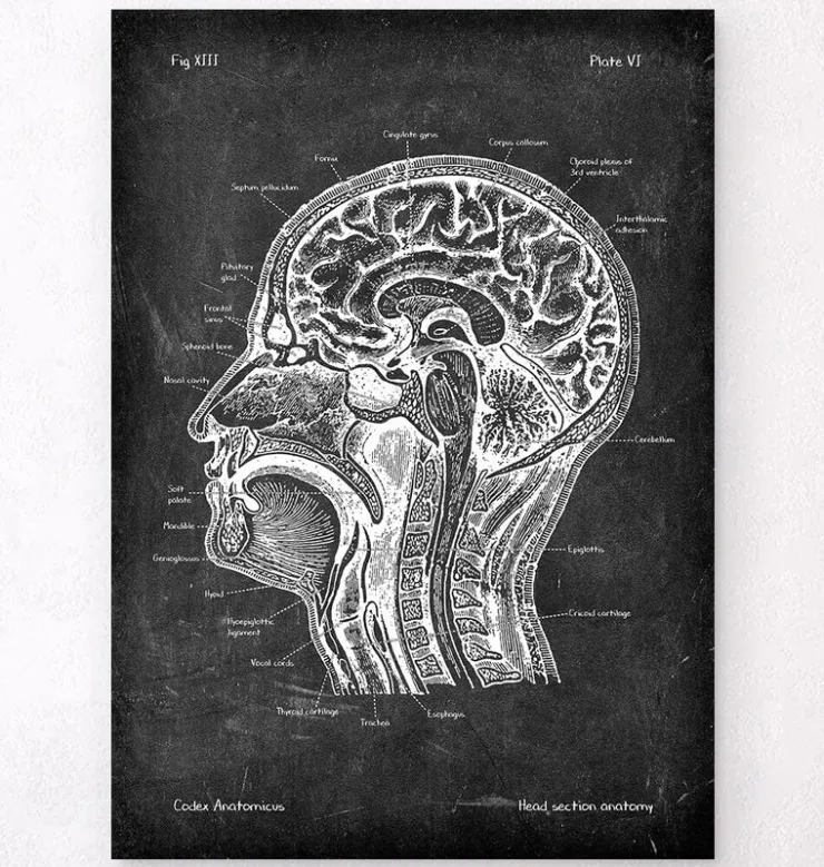 Anatomie des Kopfteils - Chalkboard | Codex Anatomicus New