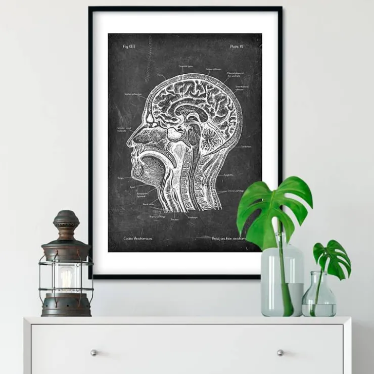 Anatomie des Kopfteils - Chalkboard | Codex Anatomicus New