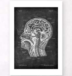 Anatomie des Kopfteils - Chalkboard | Codex Anatomicus New