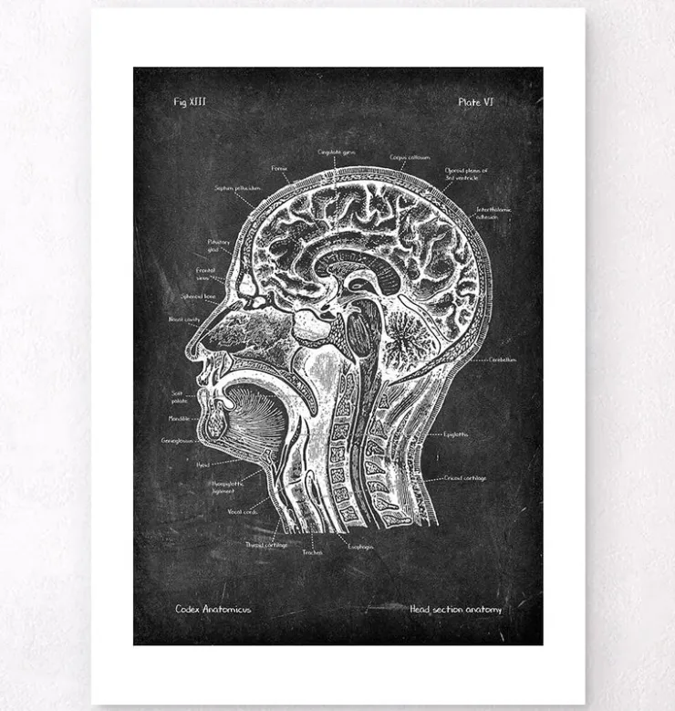 Anatomie des Kopfteils - Chalkboard | Codex Anatomicus New