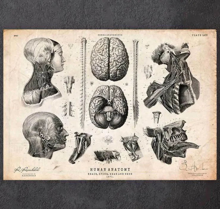 Anatomie von Gehirn, Wirbelsäule und Kopf | Codex Anatomicus Hot