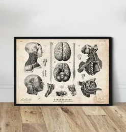 Anatomie von Gehirn, Wirbelsäule und Kopf | Codex Anatomicus Hot