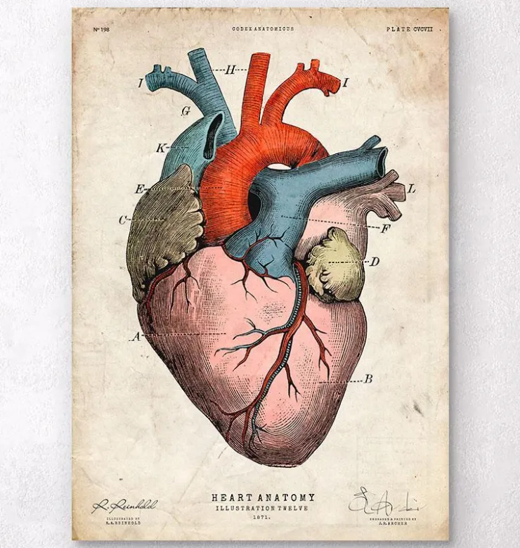 Anatomischer Herzkunst - Bunt | Codex Anatomicus Discount