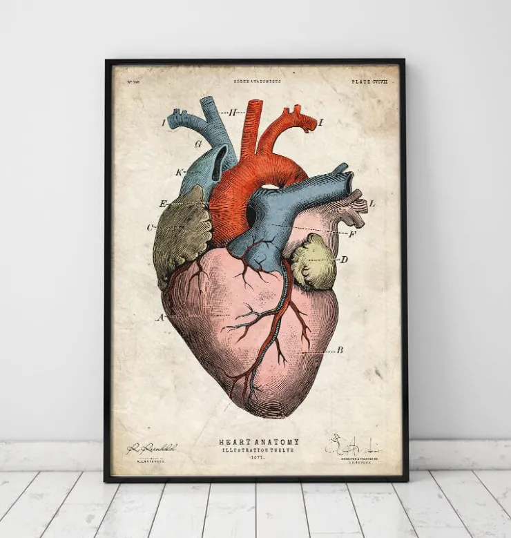 Anatomischer Herzkunst - Bunt | Codex Anatomicus Discount
