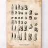 Antike Zahnkarte | Codex Anatomicus Outlet