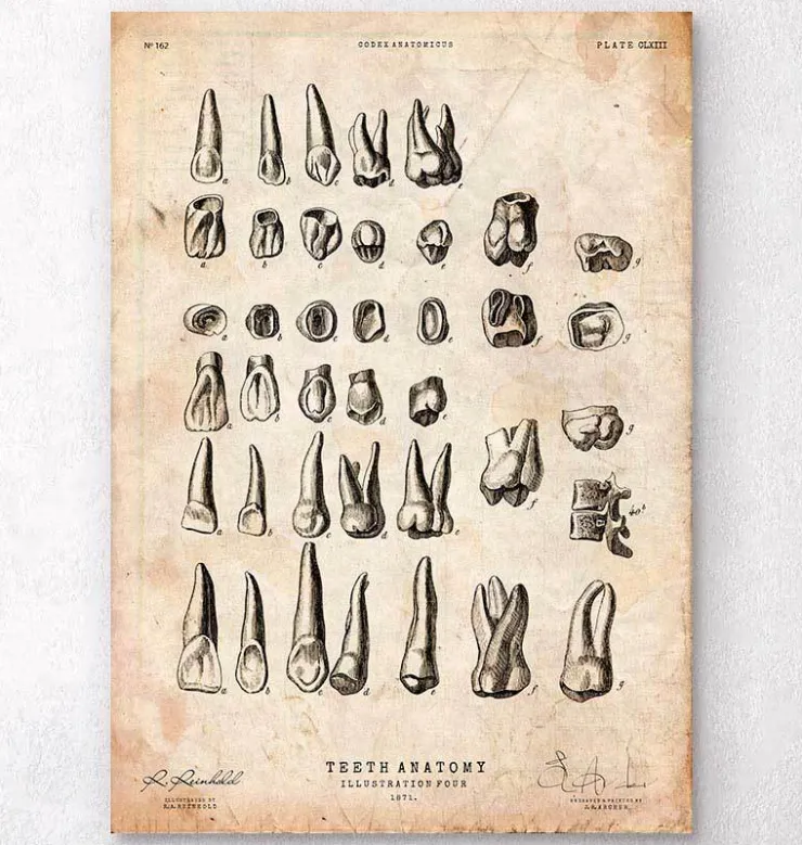 Antike Zahnkarte | Codex Anatomicus Outlet