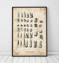Antike Zahnkarte | Codex Anatomicus Outlet