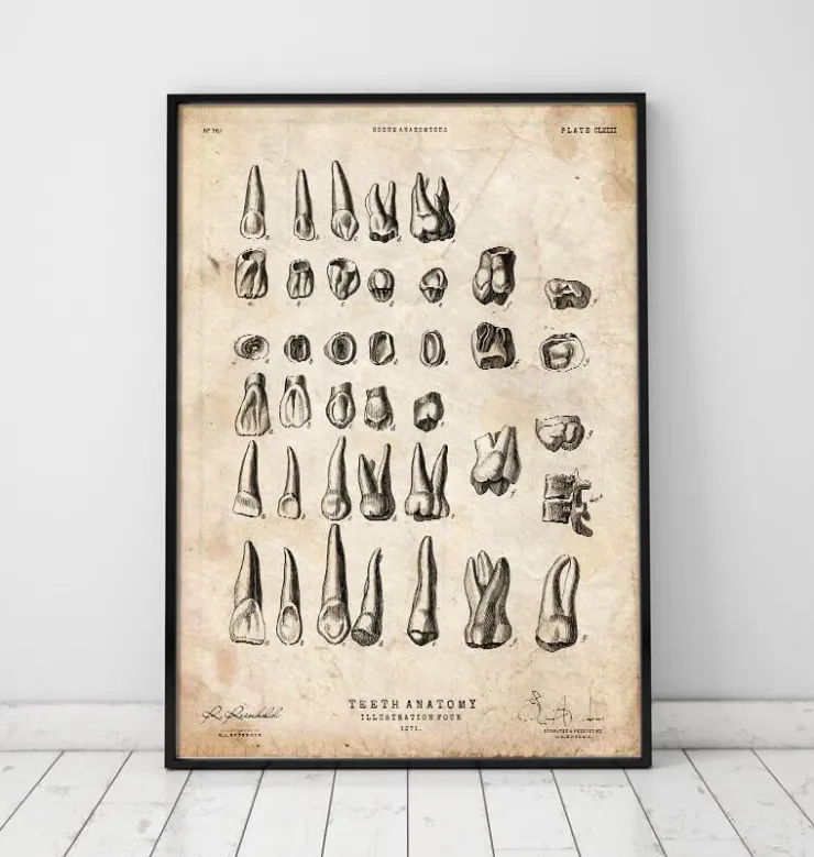 Antike Zahnkarte | Codex Anatomicus Outlet