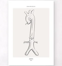 Aorta Anatomie - Line-Art | Codex Anatomicus Hot