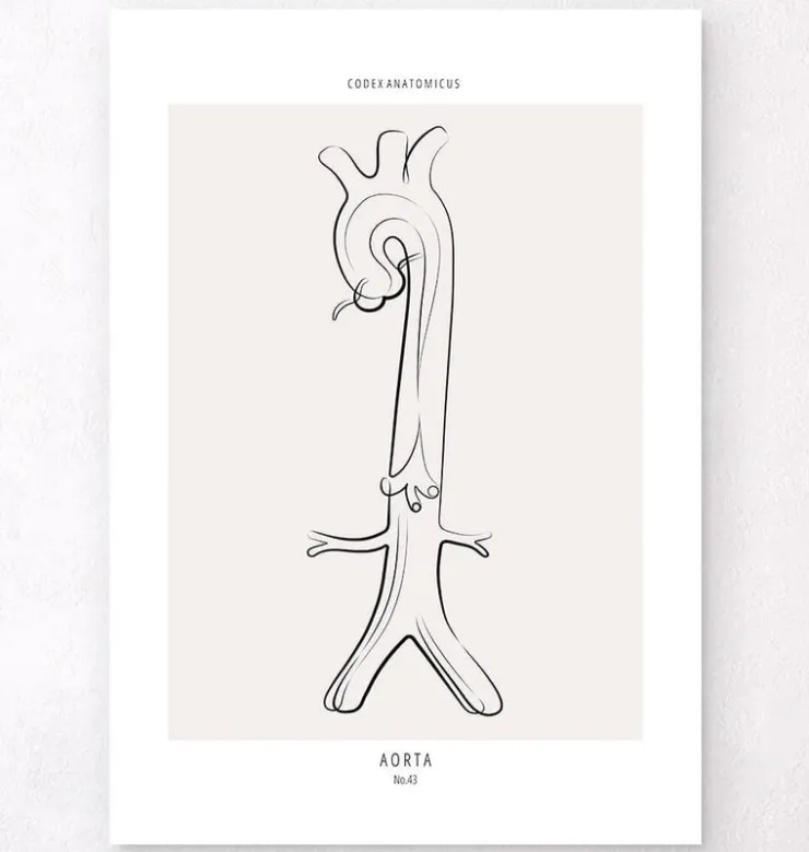Aorta Anatomie - Line-Art | Codex Anatomicus Hot