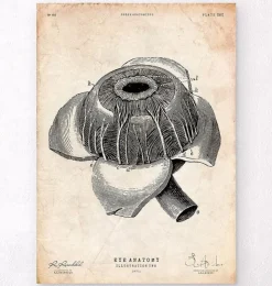 Augen Anatomie | Codex Anatomicus Fashion