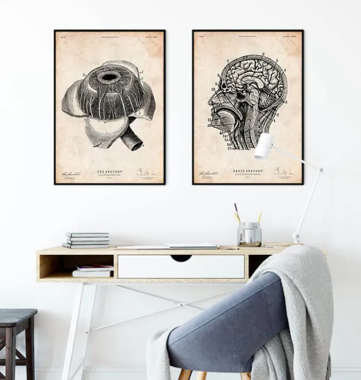 Augen Anatomie | Codex Anatomicus Fashion