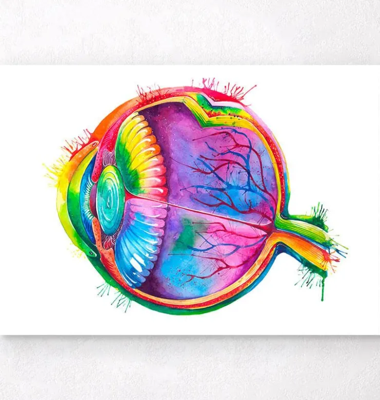 Augen Anatomie - Aquarell | Codex Anatomicus Fashion