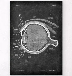 Augen Anatomie - Chalkboard | Codex Anatomicus Outlet