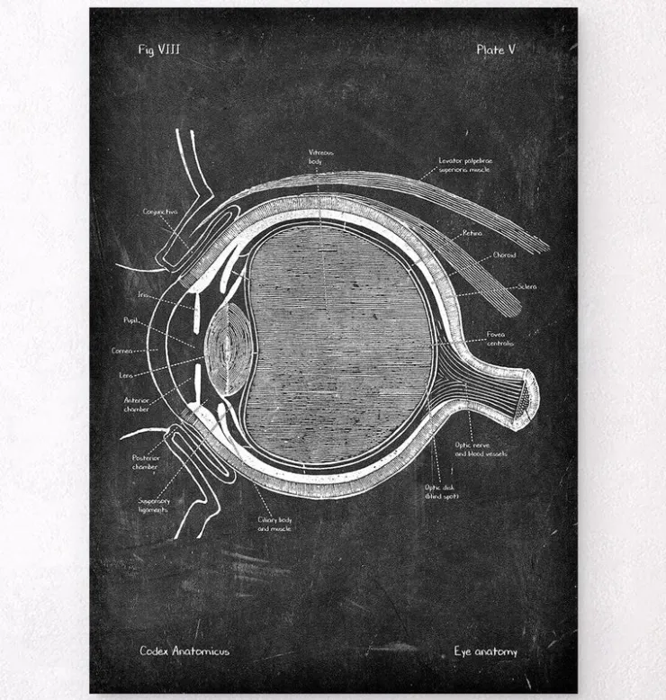 Augen Anatomie - Chalkboard | Codex Anatomicus Outlet