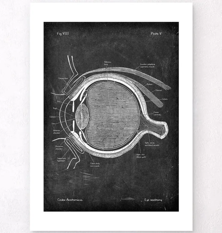 Augen Anatomie - Chalkboard | Codex Anatomicus Outlet