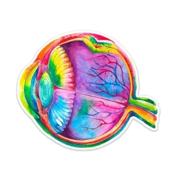 Augen Anatomie Aufkleber - Aquarell | Codex Anatomicus Online