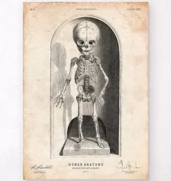 Baby Skelett | Codex Anatomicus New