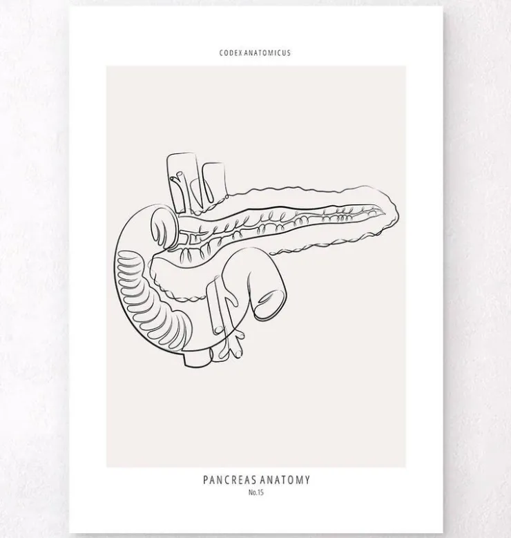 Bauchspeicheldrüse Anatomie - Line-Art | Codex Anatomicus New