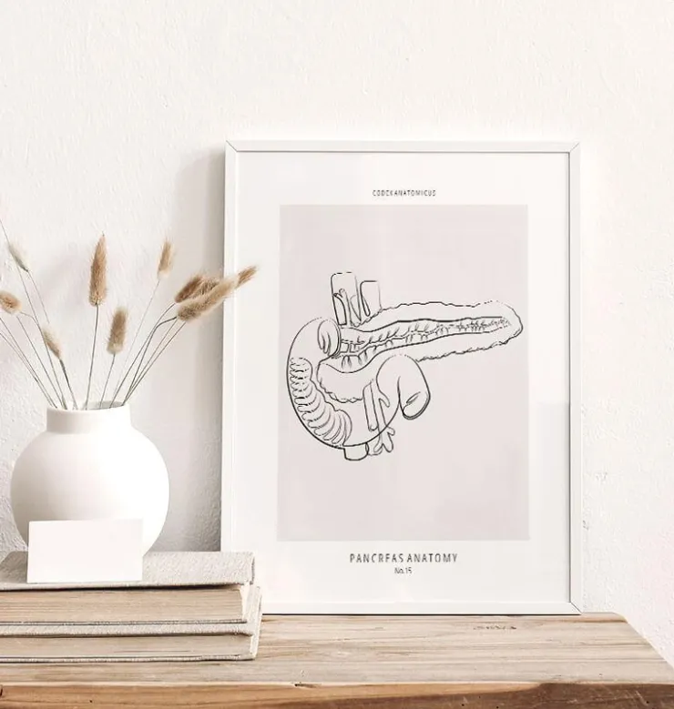 Bauchspeicheldrüse Anatomie - Line-Art | Codex Anatomicus New