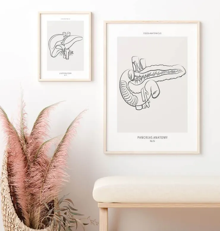 Bauchspeicheldrüse Anatomie - Line-Art | Codex Anatomicus New