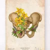 Becken Anatomie - Floral - Vintage | Codex Anatomicus New