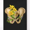 Becken Anatomie - Floral - Schwarz | Codex Anatomicus Online