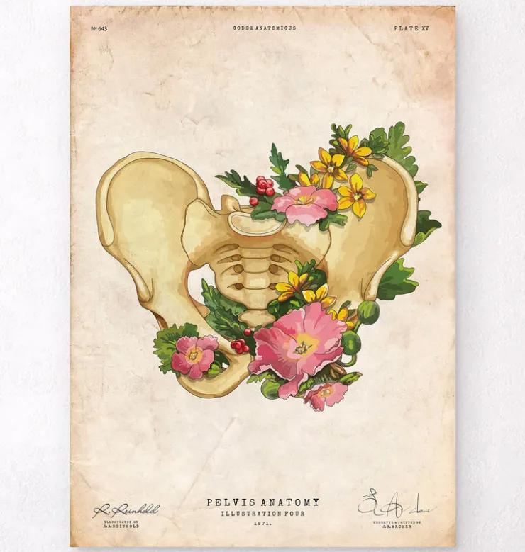 Becken Anatomie - Floral - Vintage | Codex Anatomicus Best