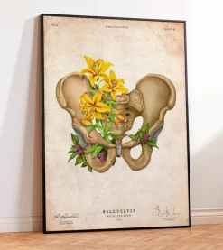 Becken Anatomie - Floral - Vintage | Codex Anatomicus New