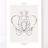 Becken Anatomie - Line-Art | Codex Anatomicus Clearance