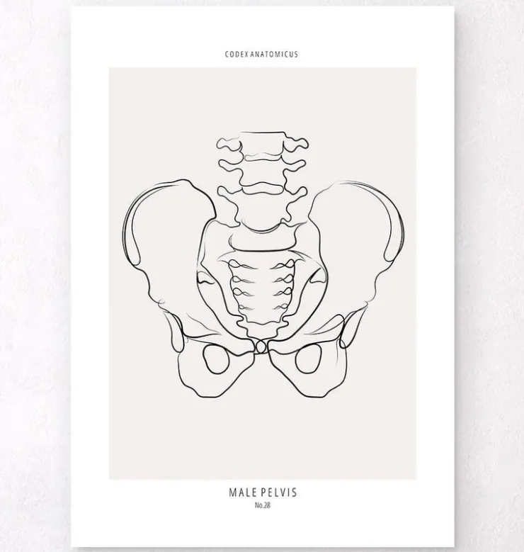 Becken Anatomie - Line-Art | Codex Anatomicus Clearance