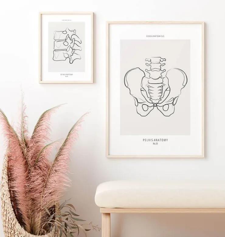 Becken Anatomie - Line-Art | Codex Anatomicus Clearance