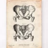 Beckenknochen Anatomie - Männlich und Weiblich | Codex Anatomicus Outlet