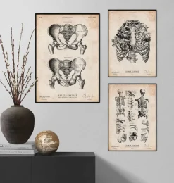 Beckenknochen Anatomie - Männlich und Weiblich | Codex Anatomicus Outlet