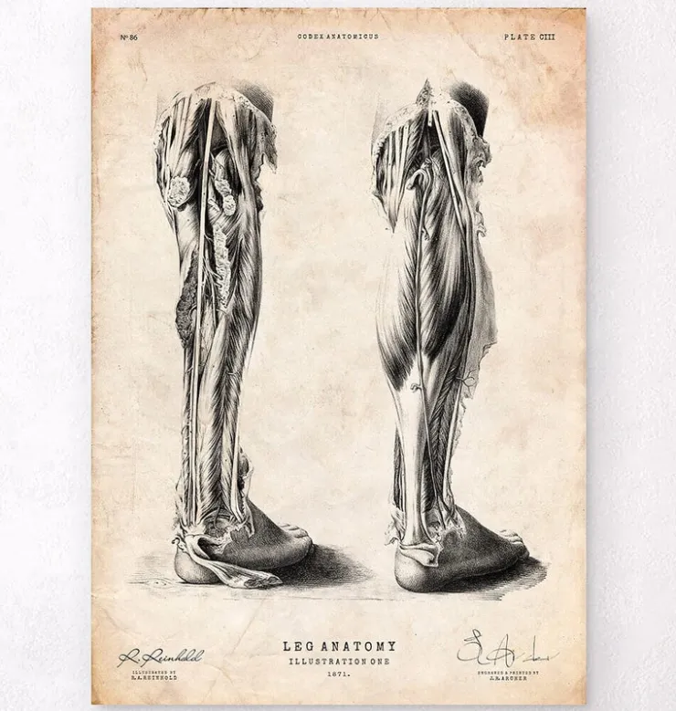 Bein Anatomie | Codex Anatomicus Sale