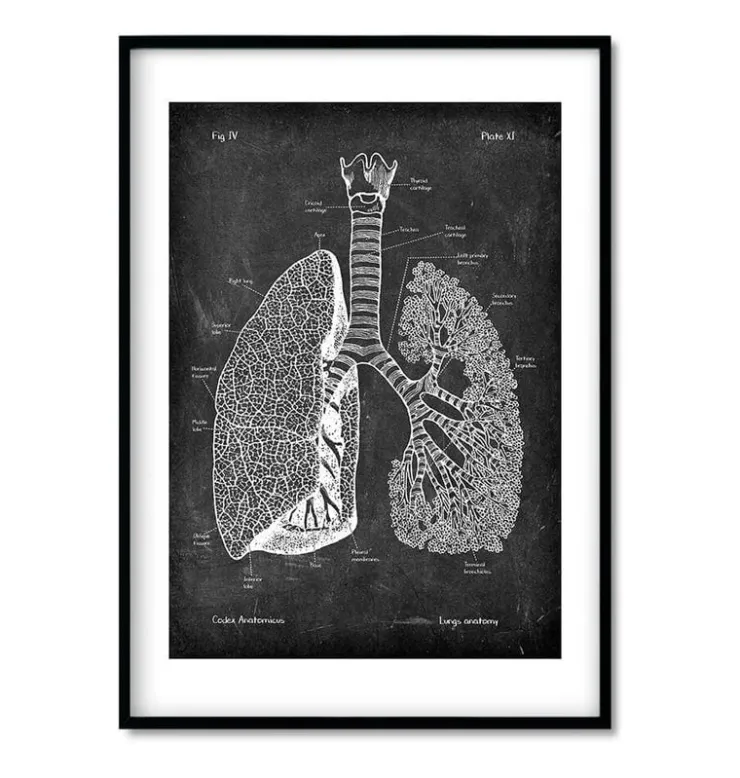 Bestseller 3er Set - Chalkboard | Codex Anatomicus Discount