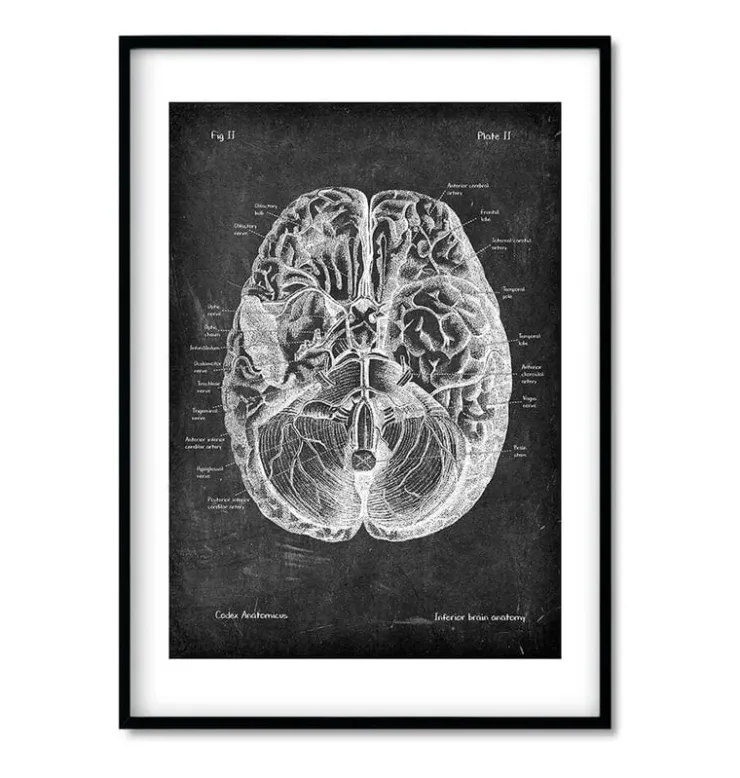 Bestseller 3er Set - Chalkboard | Codex Anatomicus Discount