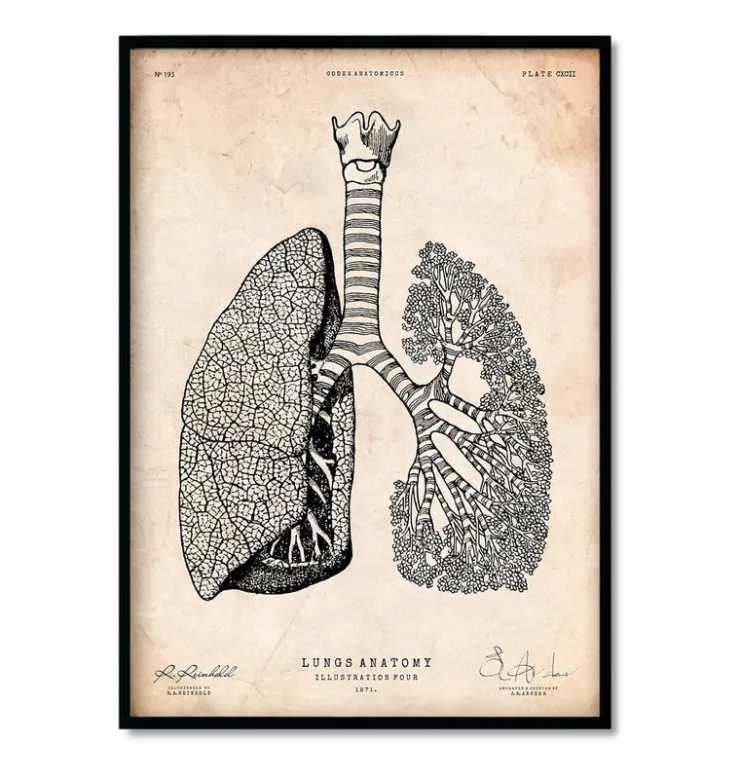 Bestseller 3er Set - Vintage | Codex Anatomicus New