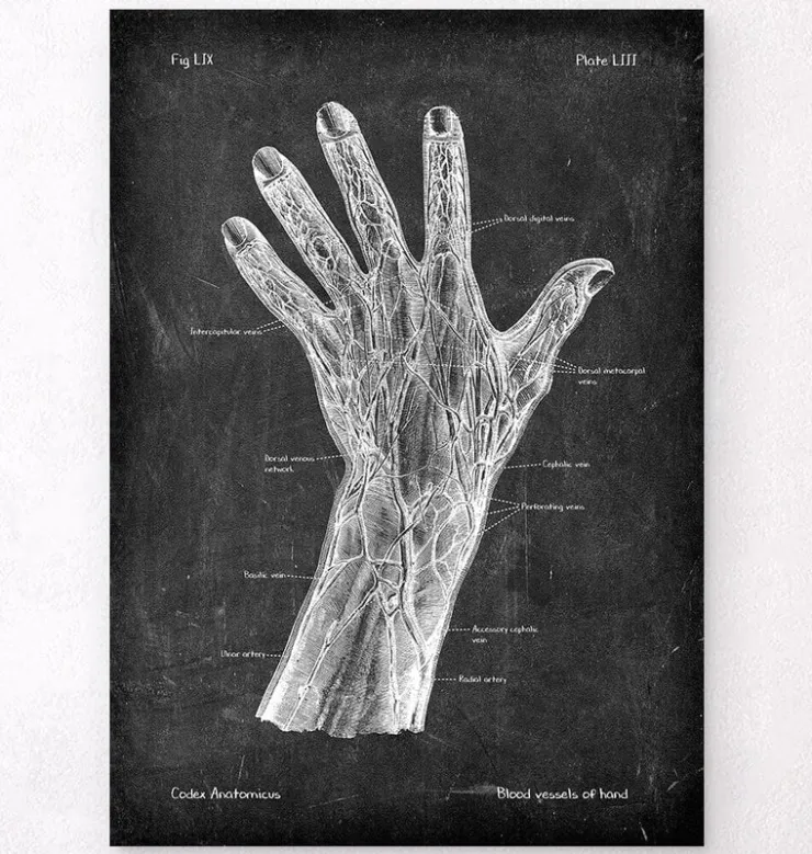 Blutgefäße der Hand - Chalkboard | Codex Anatomicus Outlet