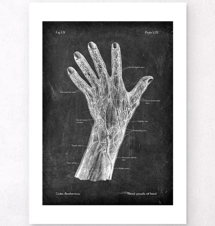 Blutgefäße der Hand - Chalkboard | Codex Anatomicus Outlet