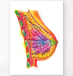 Brust Anatomie - Aquarell | Codex Anatomicus Best