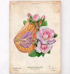 Brust Anatomie - Floral - Altes Papier | Codex Anatomicus Hot