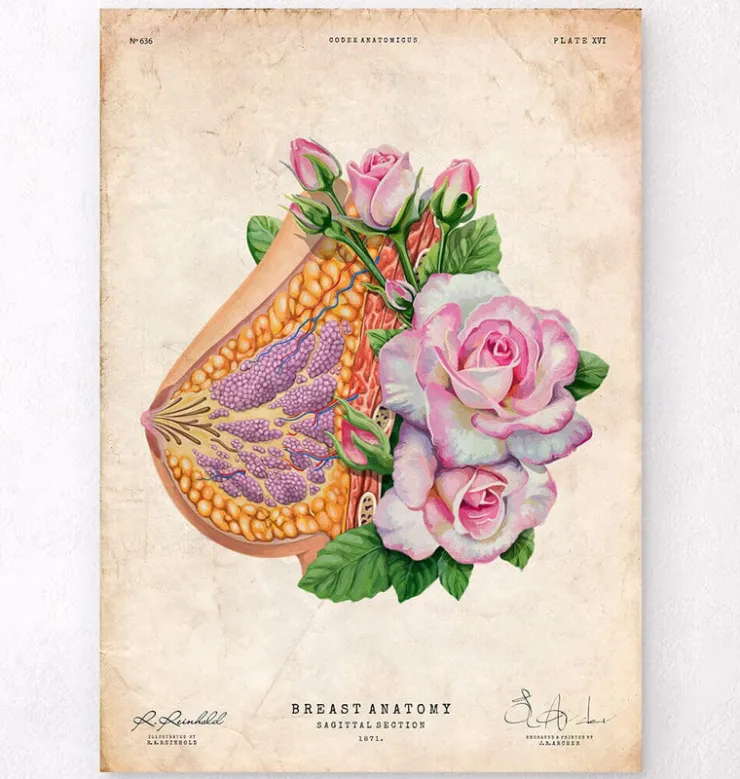 Brust Anatomie - Floral - Altes Papier | Codex Anatomicus Hot