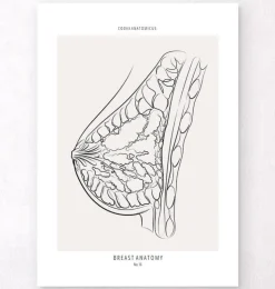 Brust Anatomie - Line-Art | Codex Anatomicus Online